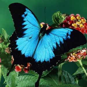 Meet your Posher, Darla